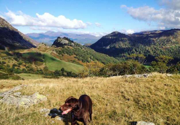 Enjoy spectacular views in Borrowdale with your dog!