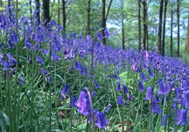 Bluebells