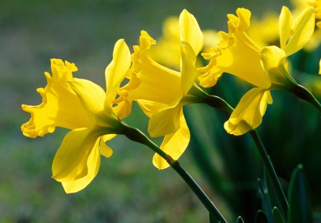 Daffodils