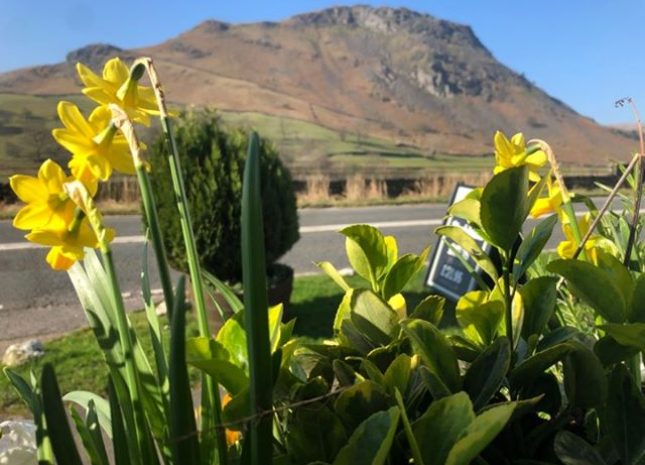 Daffodils looking to Helm Cragg